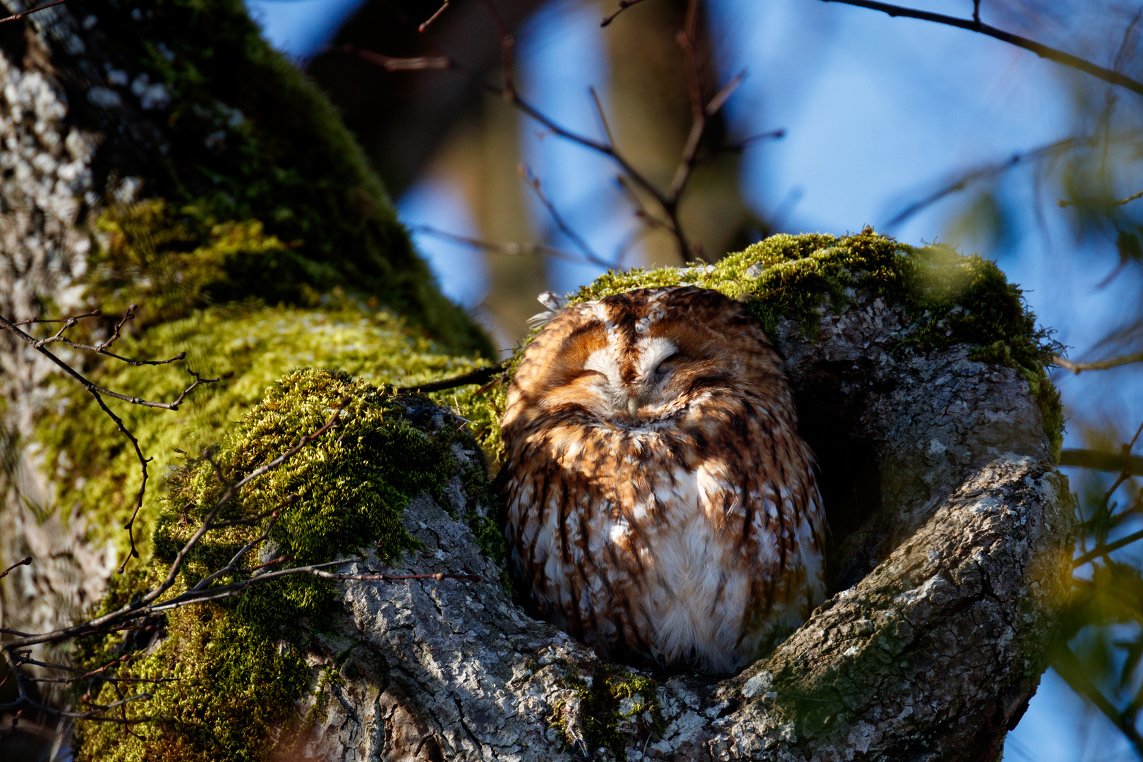 sleeping in the sun