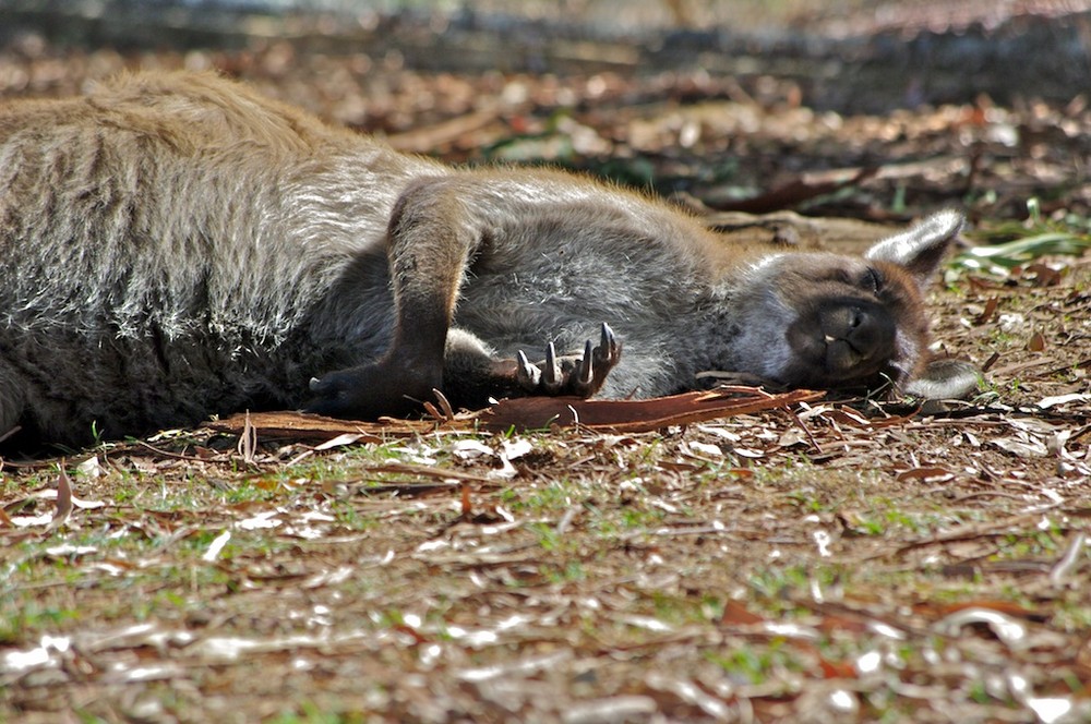 sleeping Kangaroo