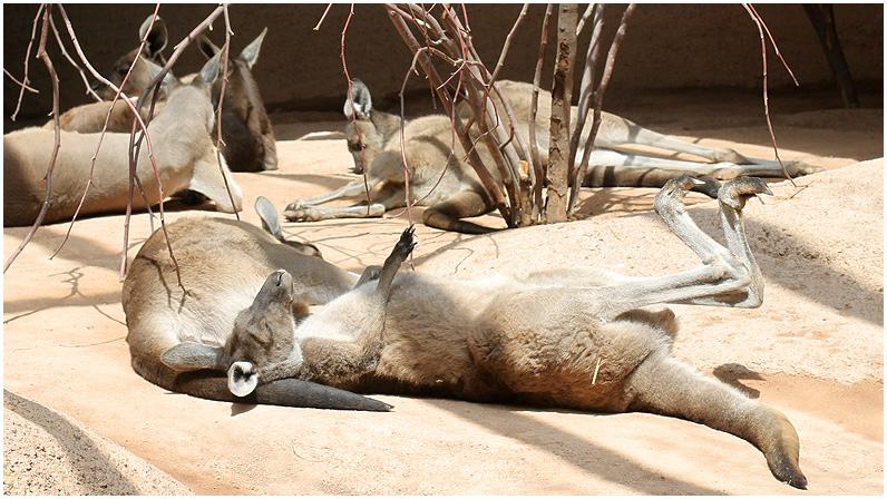 Sleeping Kangaroo