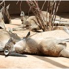 Sleeping Kangaroo