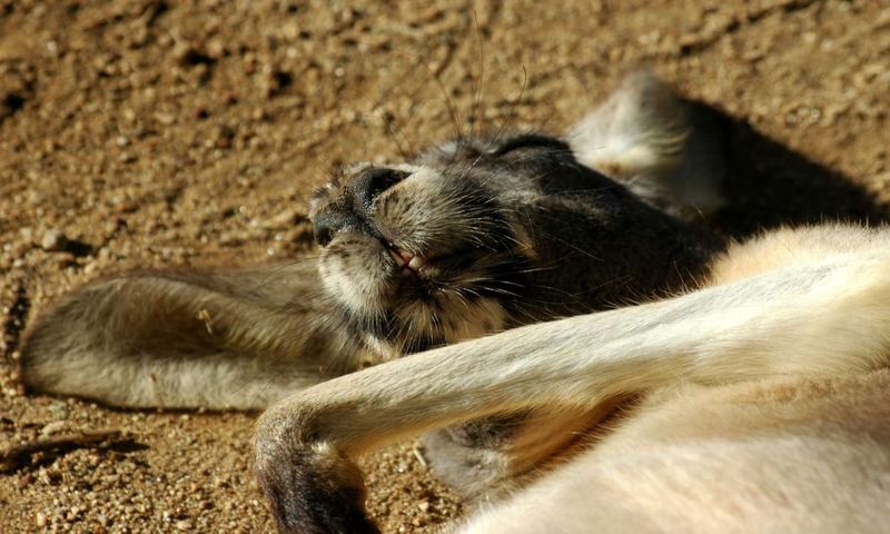 Sleeping Kangaroo