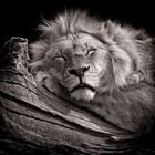 Sleeping King