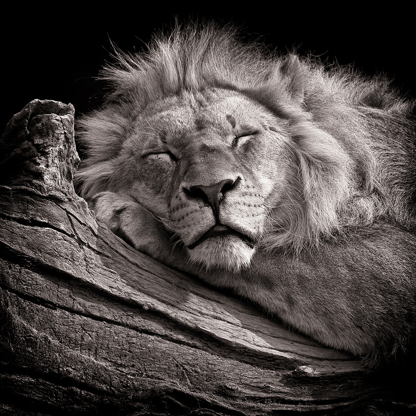 Sleeping King von Carsten Meyerdierks 