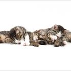 Sleeping kitties