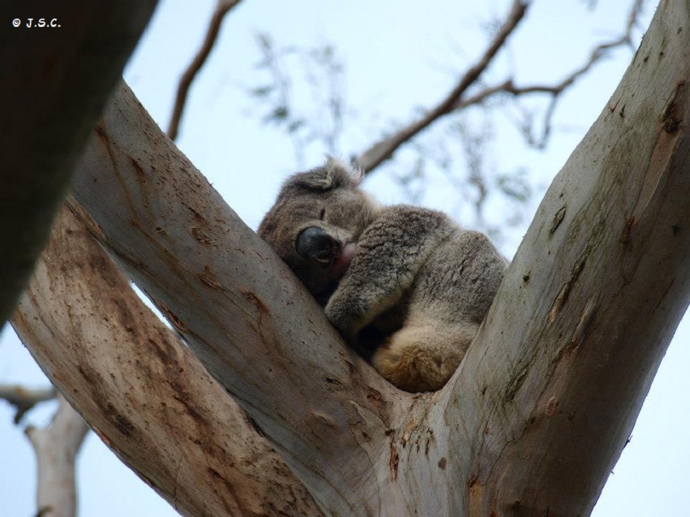 Sleeping Koala