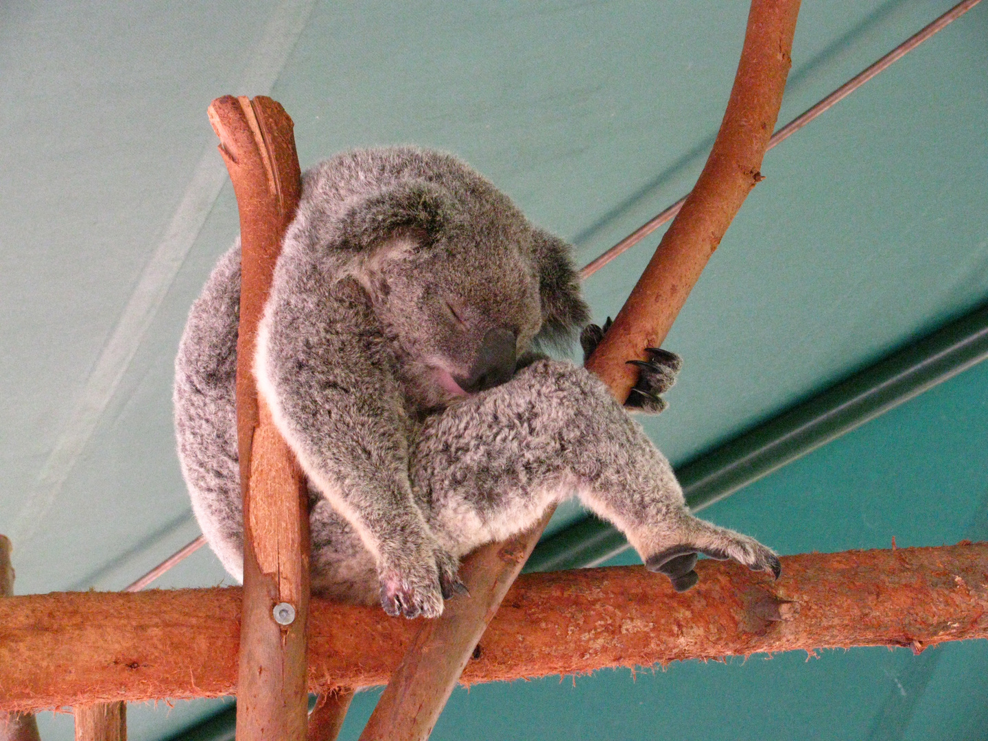 sleeping koala