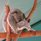 sleeping koala