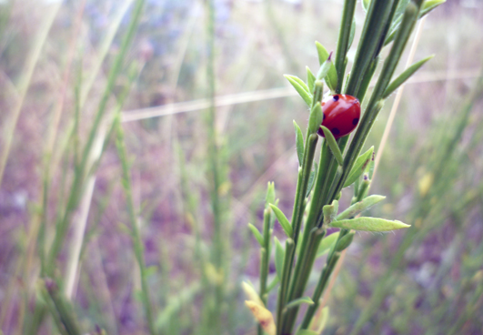 sleeping ladybug