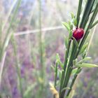 sleeping ladybug