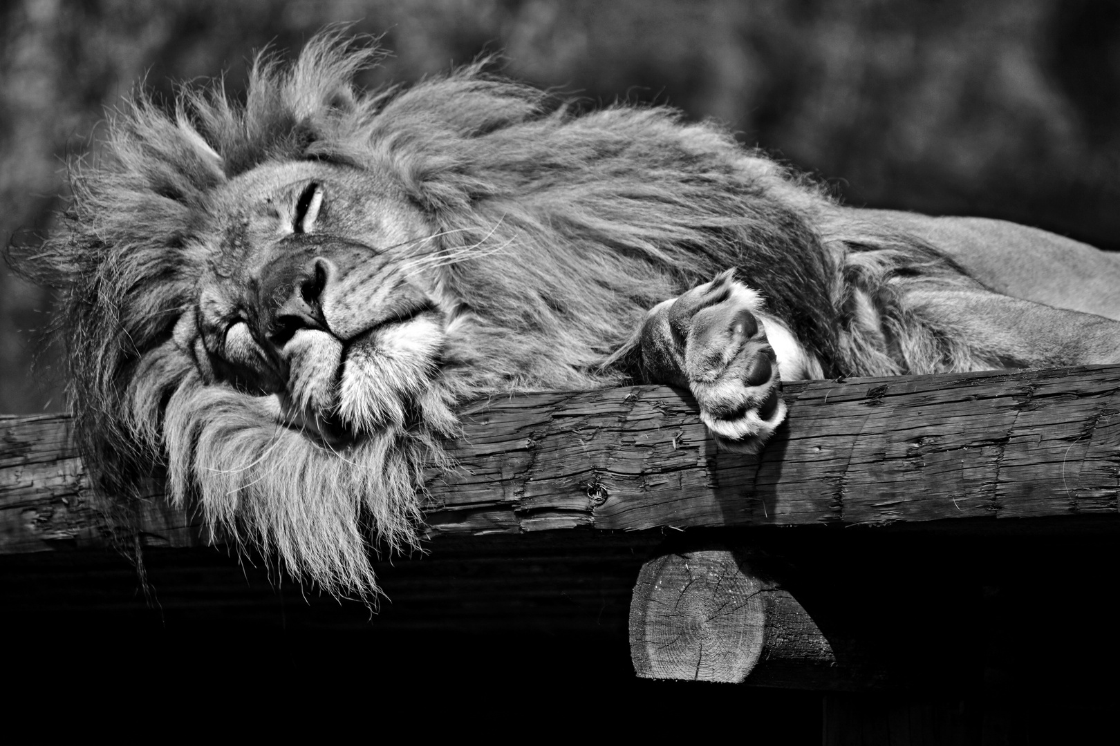 Sleeping Lion