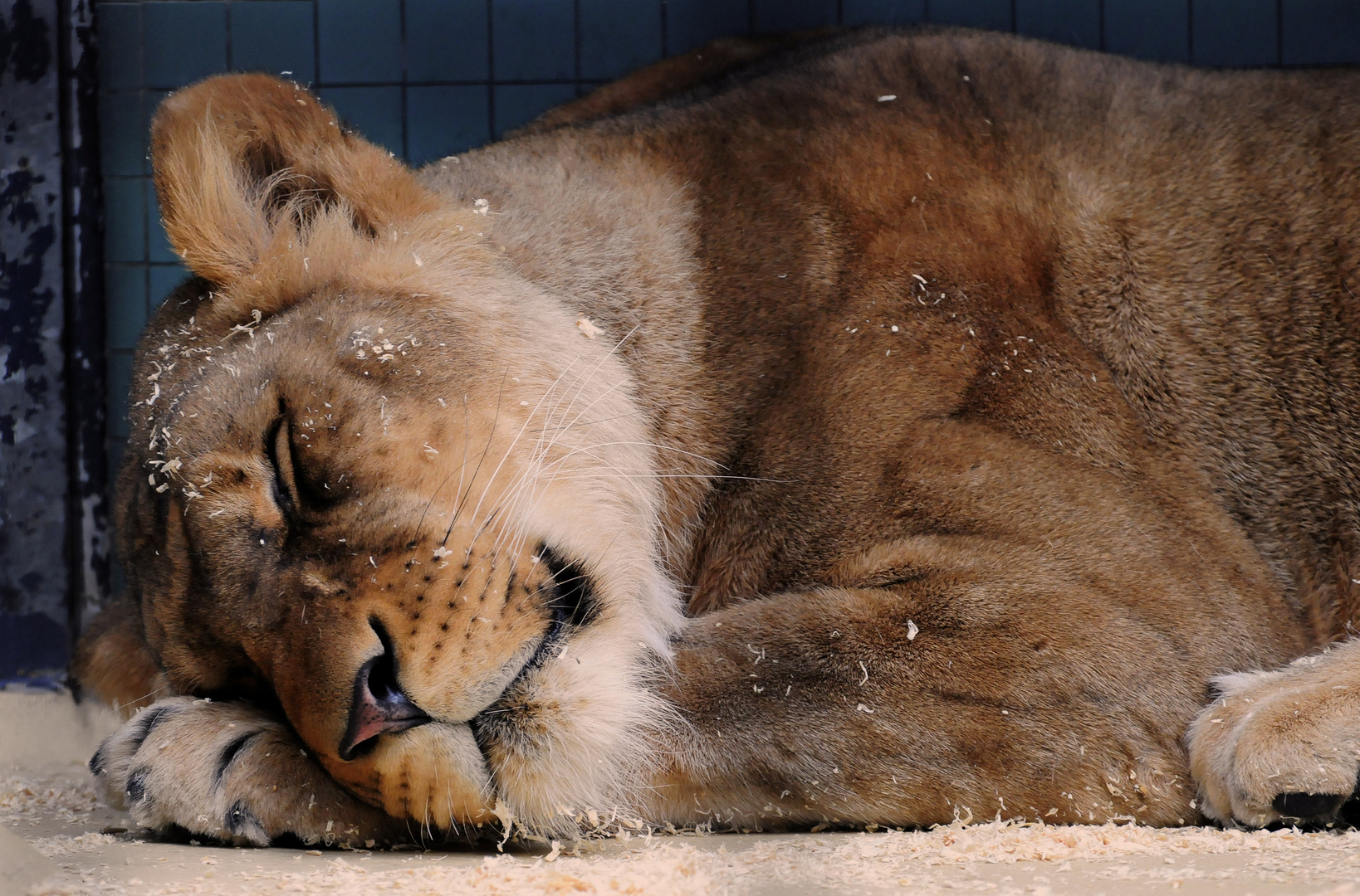 Sleeping Lion