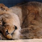 Sleeping Lion