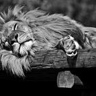 Sleeping Lion