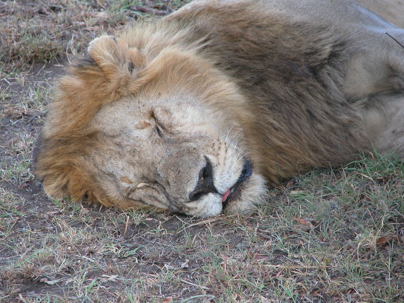 Sleeping Lion