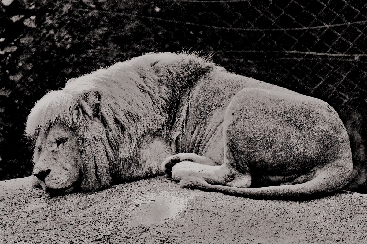 Sleeping Lion