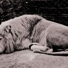 Sleeping Lion