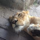 Sleeping lion