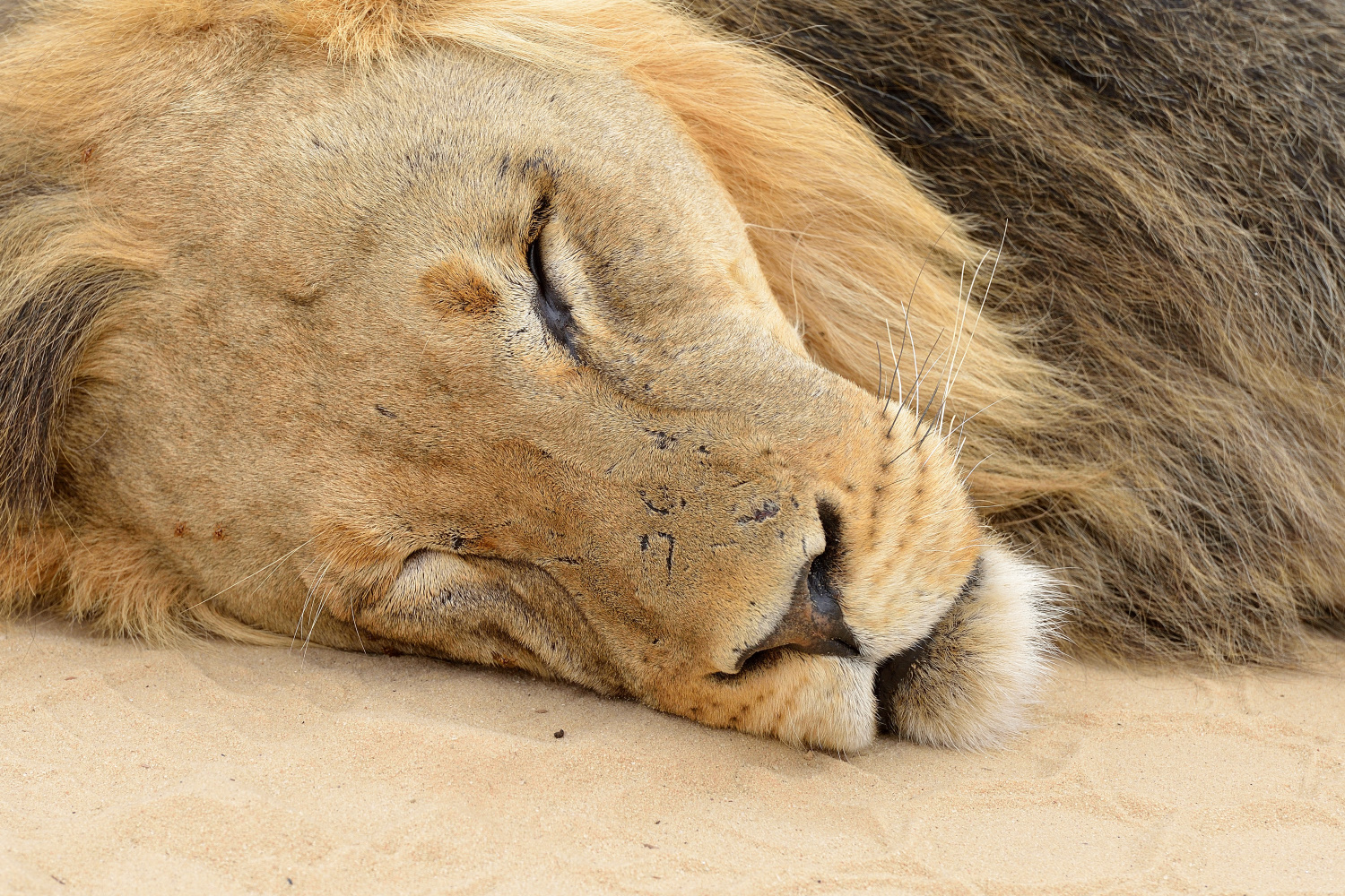 Sleeping Lion