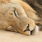 Sleeping Lion