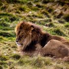 Sleeping Lion