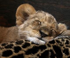 Sleeping Lion Cub