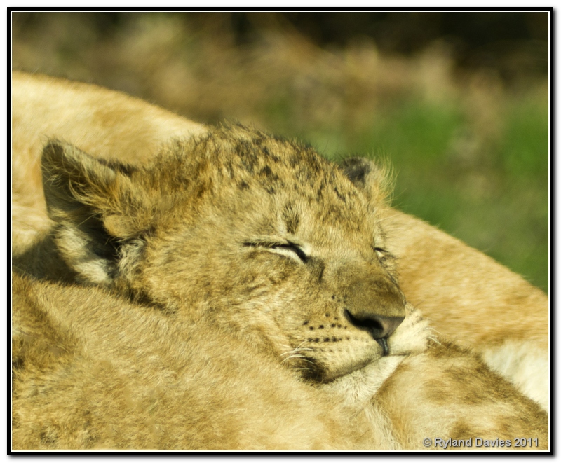 sleeping lion cub