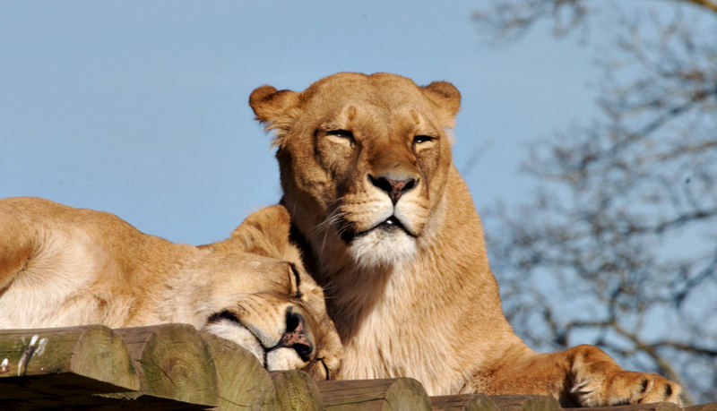 Sleeping Lions