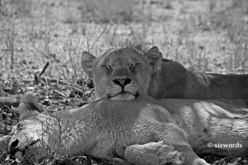 Sleeping Lions