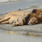 Sleeping Lion's in Ngorongoro