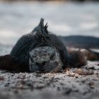 sleeping little Godzilla