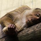 Sleeping monkey