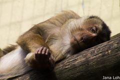 Sleeping monkey