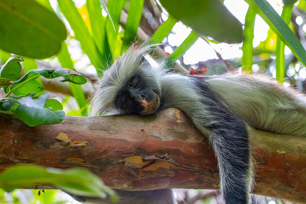 Sleeping Monkey