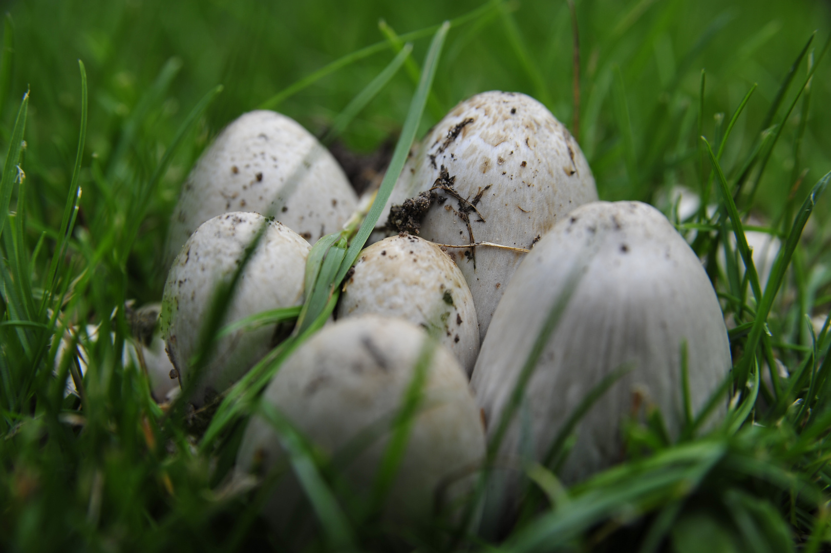 Sleeping Mushrooms