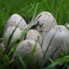 Sleeping Mushrooms