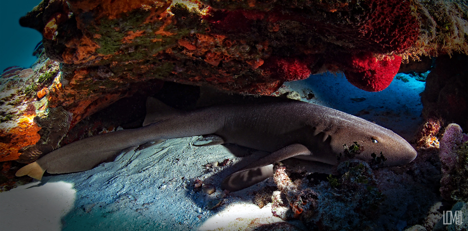 sleeping nurse shark