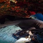 sleeping nurse shark