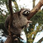 Sleeping on a branch