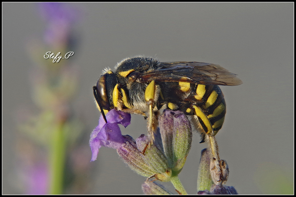 Sleeping on the lavender/Dormendo sulla lavanda