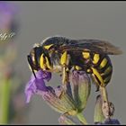 Sleeping on the lavender/Dormendo sulla lavanda