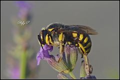 Sleeping on the lavender/Dormendo sulla lavanda