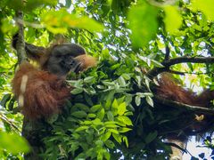 Sleeping Orang-Utan 