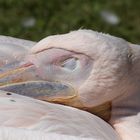 sleeping pelican