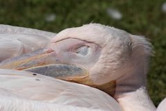 sleeping pelican