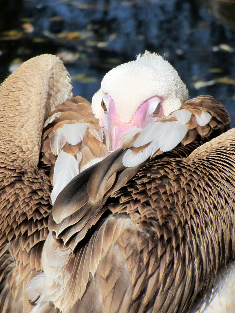 Sleeping Pelican