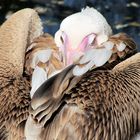 Sleeping Pelican