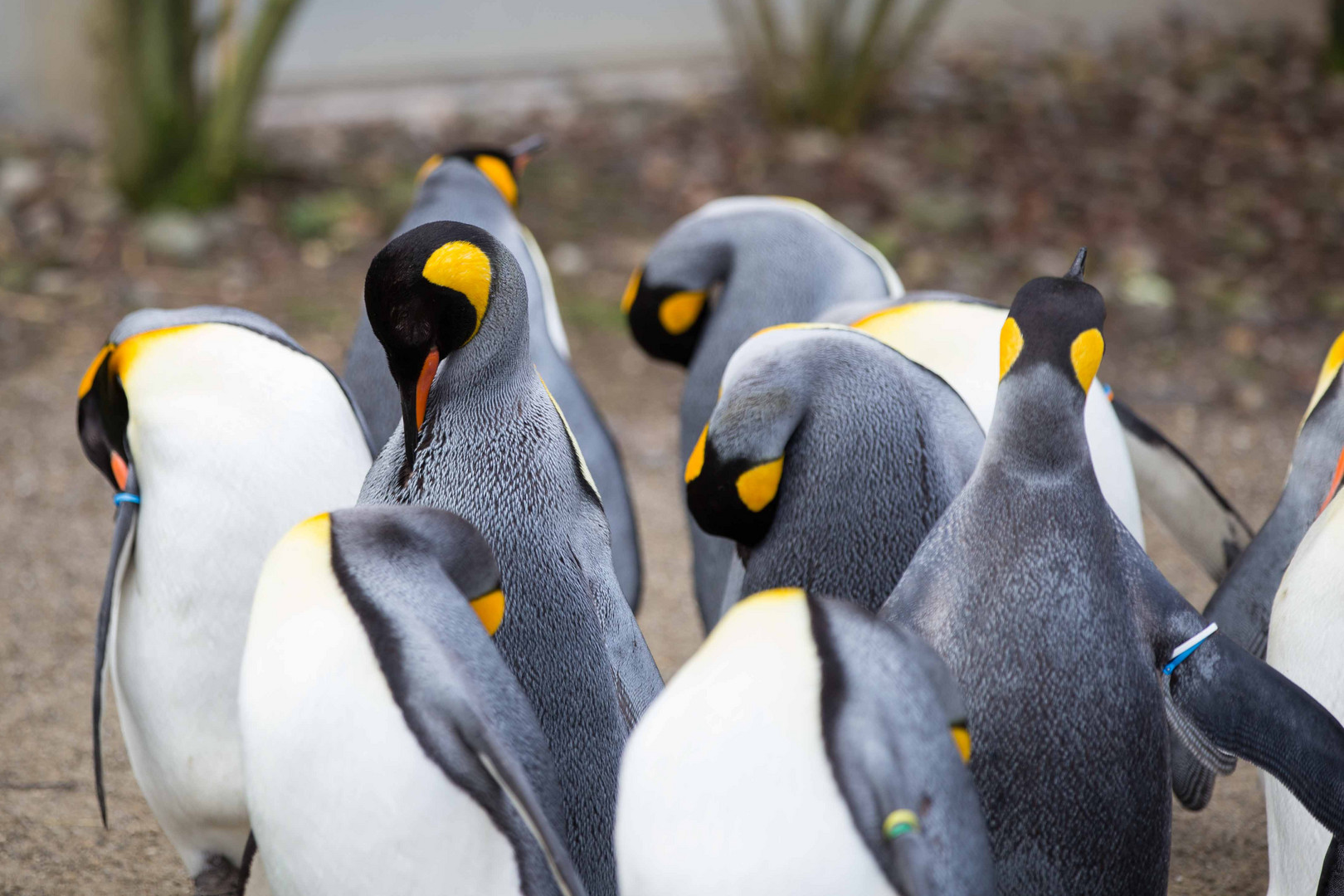 Sleeping Penguins