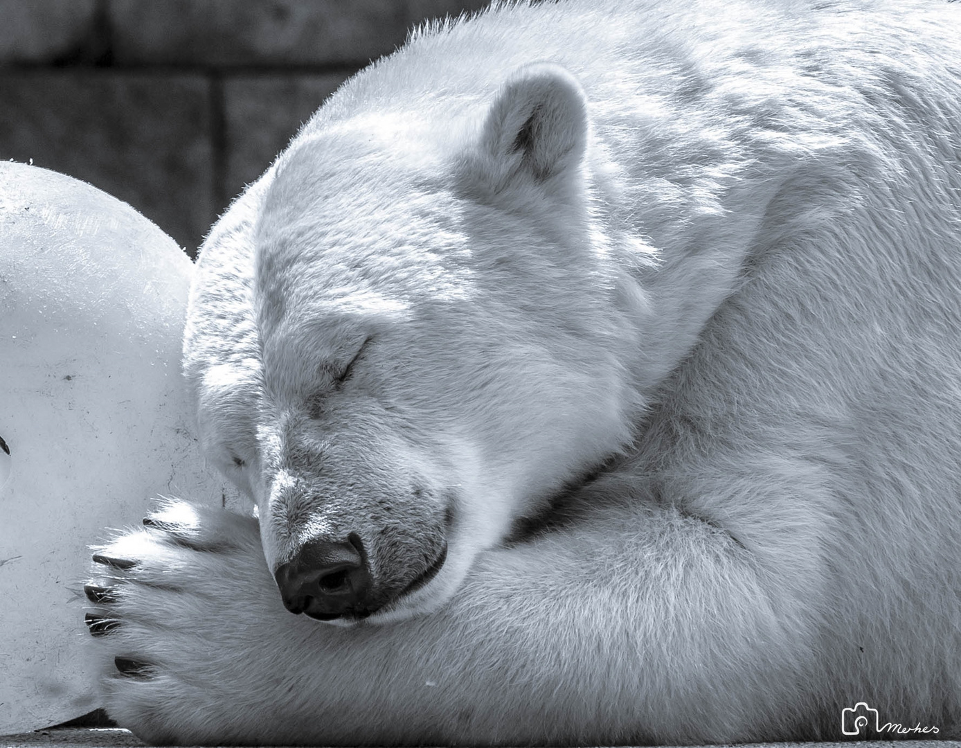 Sleeping polar bear