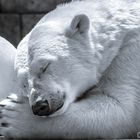 Sleeping polar bear