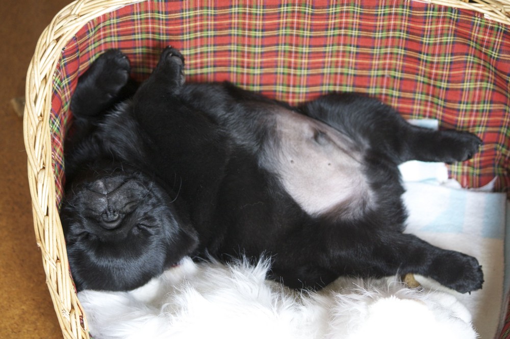 Sleeping Puppy Pug